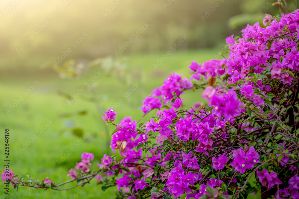 Obraz premium Flower pink Bougainvillea beautiful in garden with copy space for text
