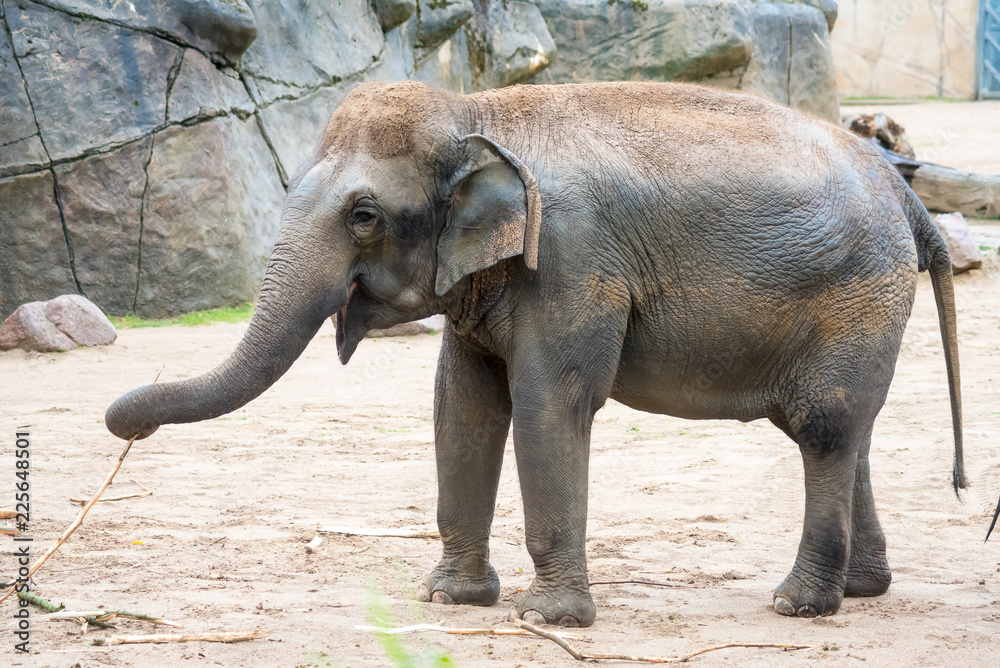 Fototapeta premium elephant in zoo