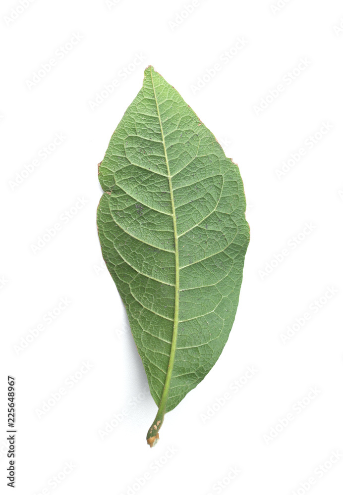 Green leaf isolated on the white background Green leaf isolated on the white background