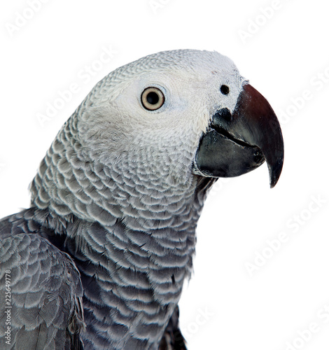 Profile of a grey parrot
