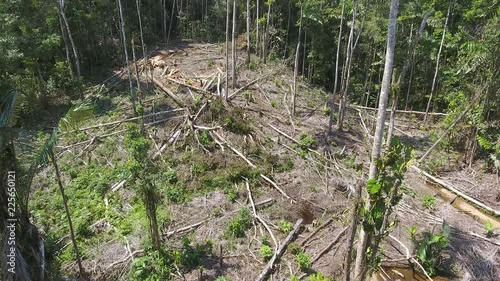 Flying through a clearing cut from tropical rainforest to plant subsistence crops. In the Ecuadorian Amazon