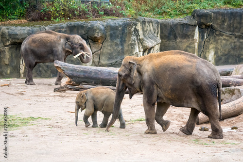 elephant and baby elephant in zoo