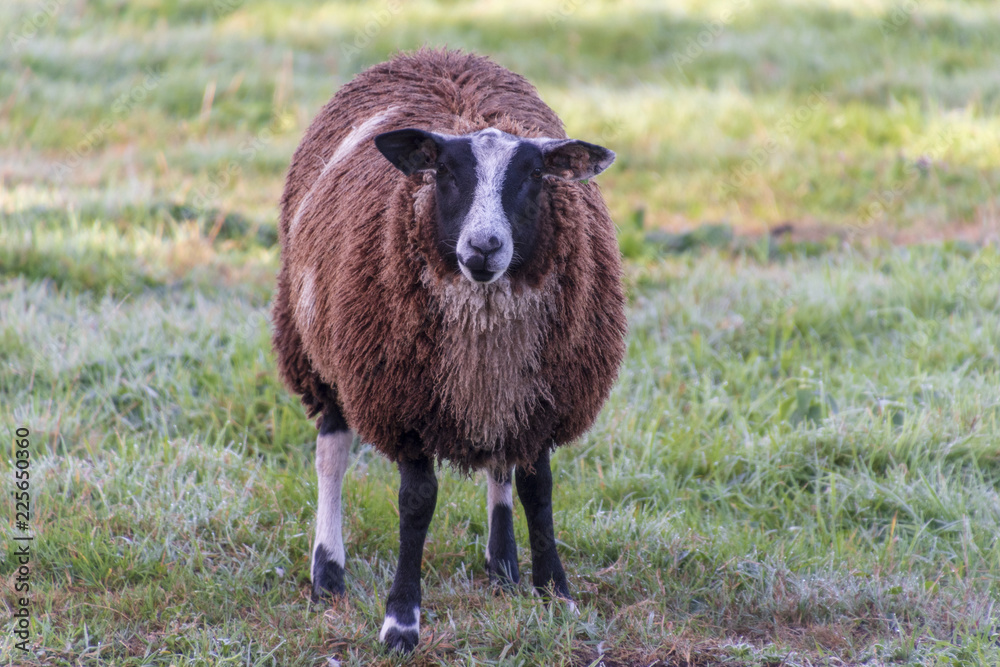 Fototapeta premium Close up of a sheep in a meadow in the morninglight. Landscape format.