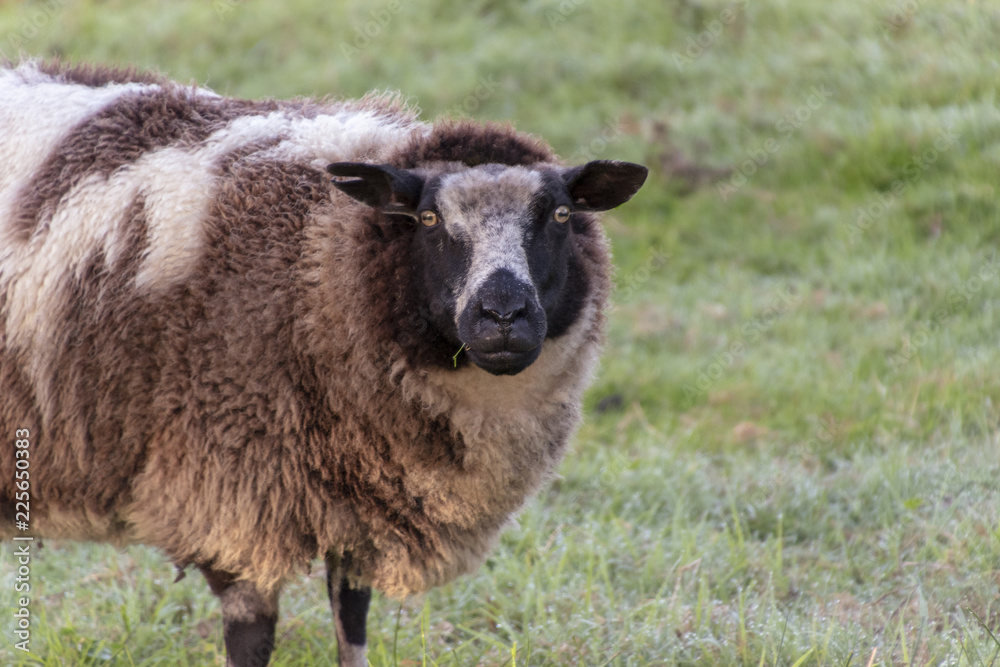 Fototapeta premium Close up of sheep with fur-colored winter fur with blade of grass in its mouth.