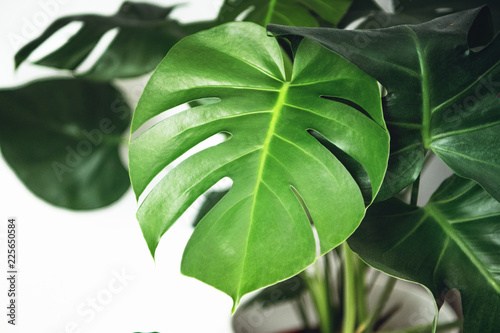 Fresh green monstera leaves on a white bright background with high contrast. Beautiful plant for living rooms as green relaxing decoration in your home. Brunswick  Lower Saxony in Germany