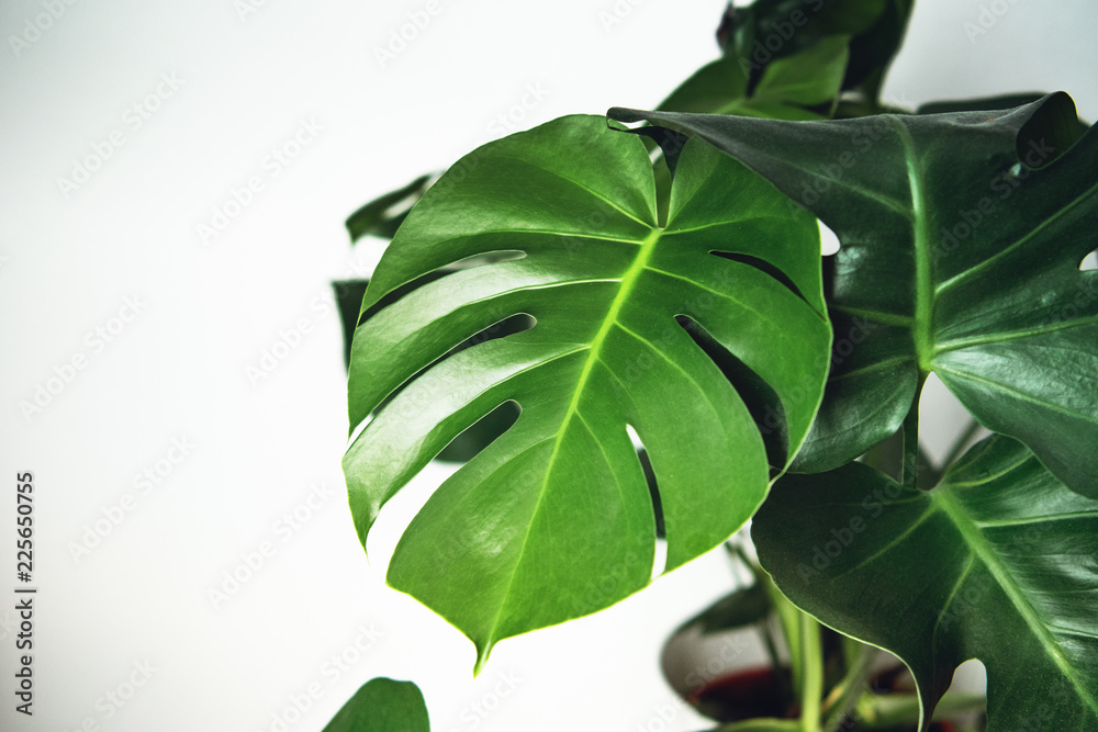 Obraz premium Fresh green monstera leaves on a white bright background with high contrast. Beautiful plant for living rooms as green relaxing decoration in your home. Brunswick, Lower Saxony in Germany
