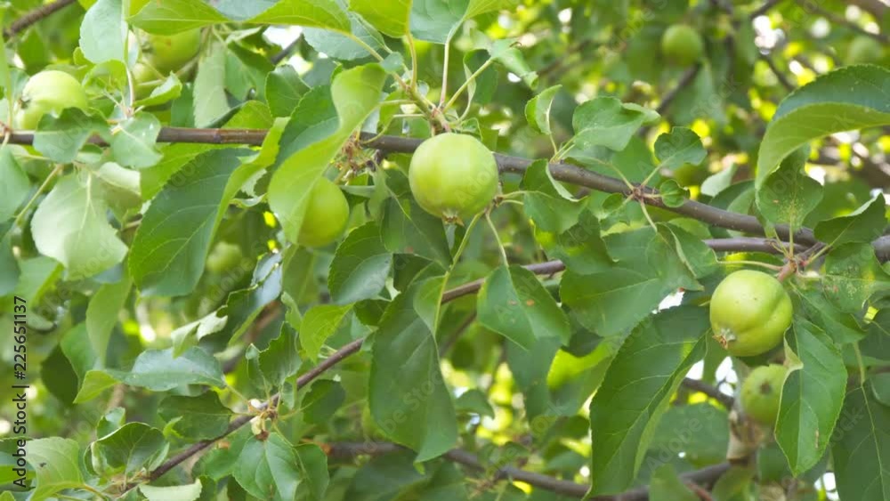Green apples on branches of Apple trees Green apples on branches of Apple trees