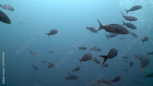 School of Pacific Creole Fish feeding on Planktons,  Galapagos Deep Sea photo