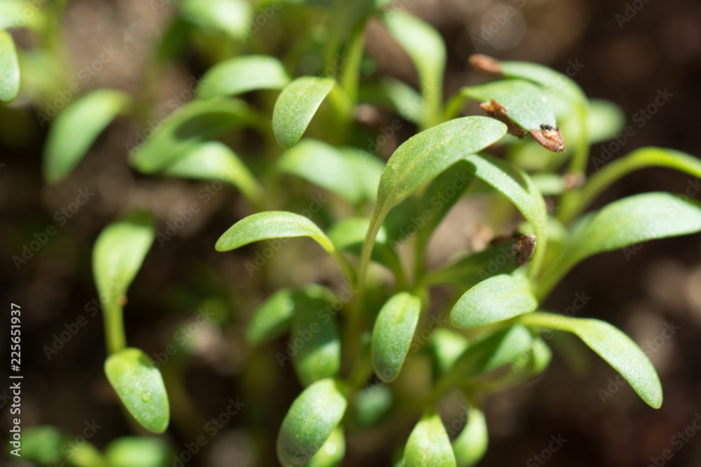 macro photography sprouts arugula. The little stems come from the seeds.