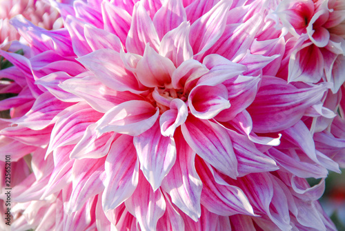 Fotografering Close up pink dahlia background