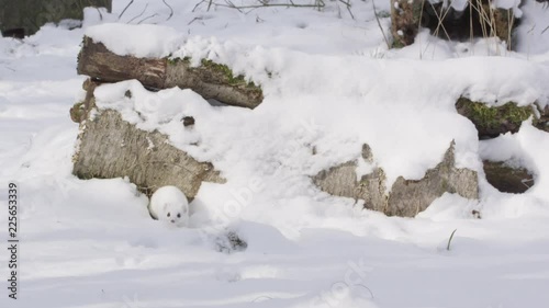 Stoat in the snow