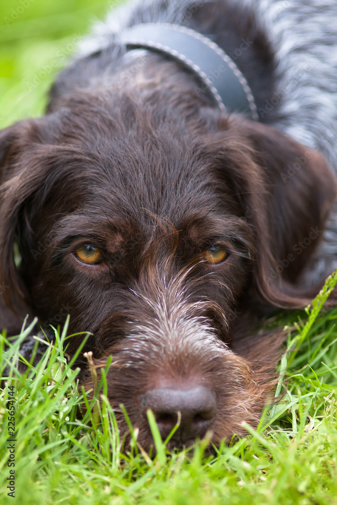 pointer lies on the grass pointer lies on the grass