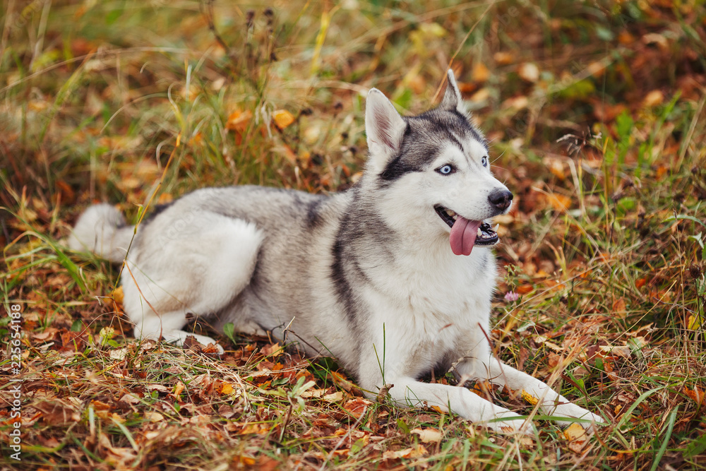 Siberian husky dog with blue eyes lying in autumn forest