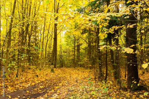 Road in the autumn forest. Golden forest. Golden October.
