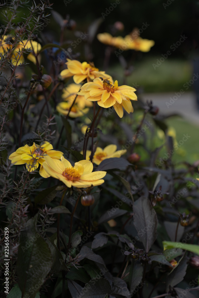 Obraz premium chrysanthemum in field