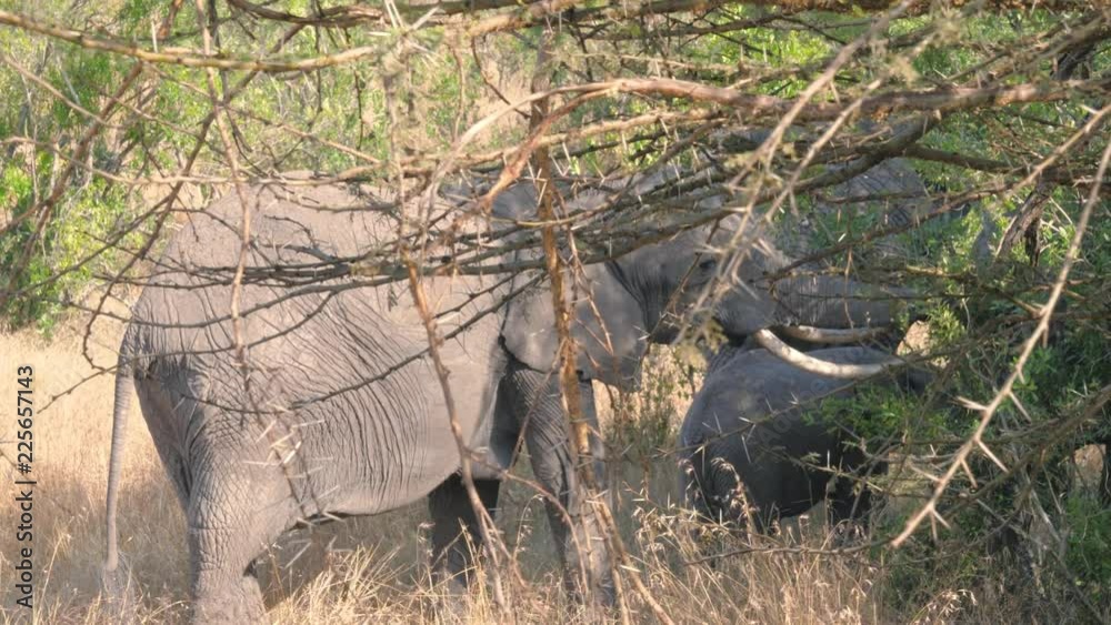 African Wild Elephants Graze In The Bushes African Wild Elephants Graze In The Bushes