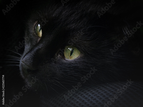portrait of a beautiful black cat with green eyes