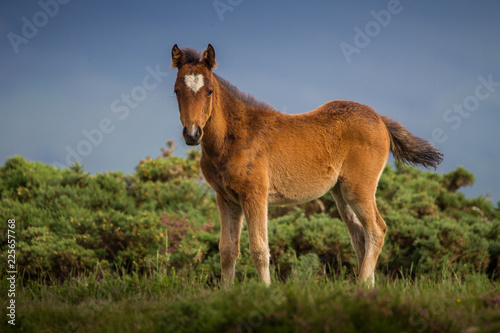 Foal in field © D.G.Eirin