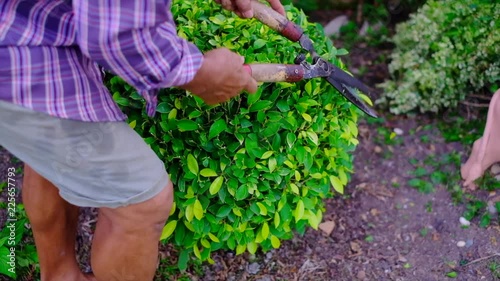 Hand of gardener used garden shears to trimming and cutting a hedge or branch of tree, full HD, slow motion.