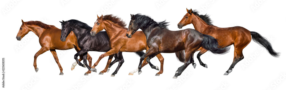 Naklejka premium Herd of horses run gallop isolated on white