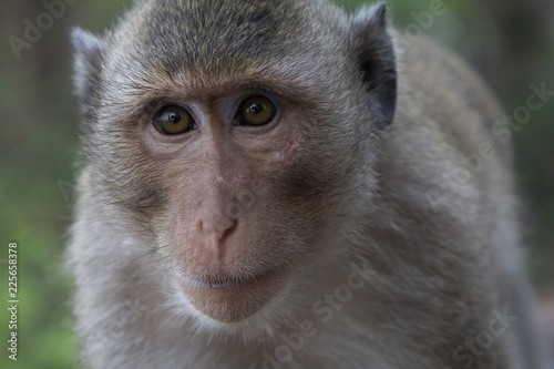 Close-up portrait of a monkey Long Tail Macaque with a scratch at his face, and a green background. © Clara