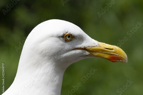 Close up portrait of an European Herring Gull and a blurred green background. © Clara