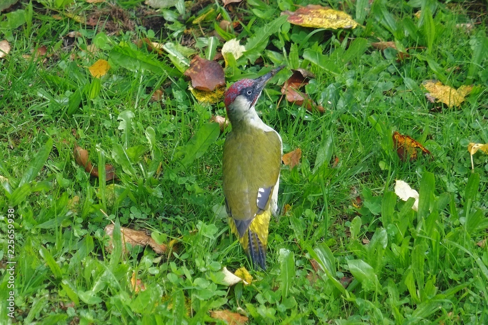 Grünspecht im Garten Grünspecht im Garten