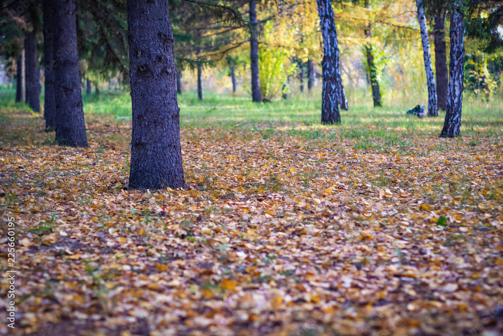 Autumn colored foliage in the park on the grass among the trees, selective focus Autumn colored foliage in the park on the grass among the trees, selective focus