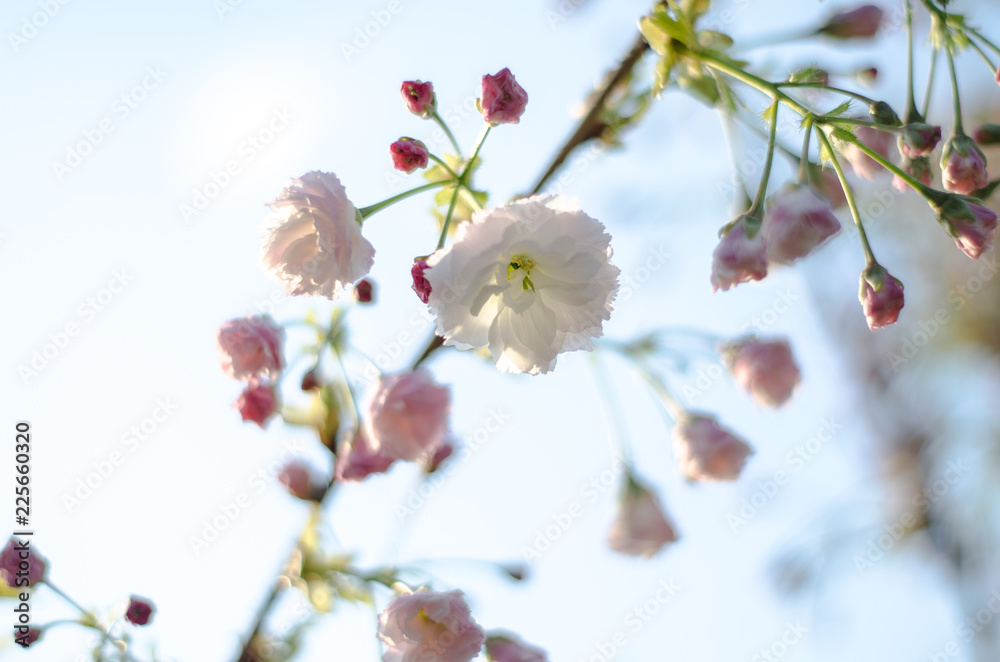 The flowers are delicate, pink and white cherry blossom, blooming in spring.