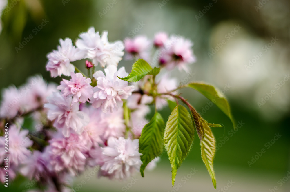 The flowers are delicate, pink and white cherry blossom, blooming in spring. The flowers are delicate, pink and white cherry blossom, blooming in spring.