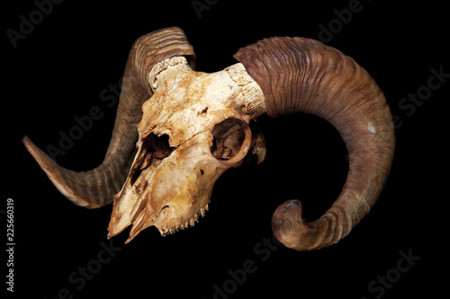 Old ram skull isolated on the black background