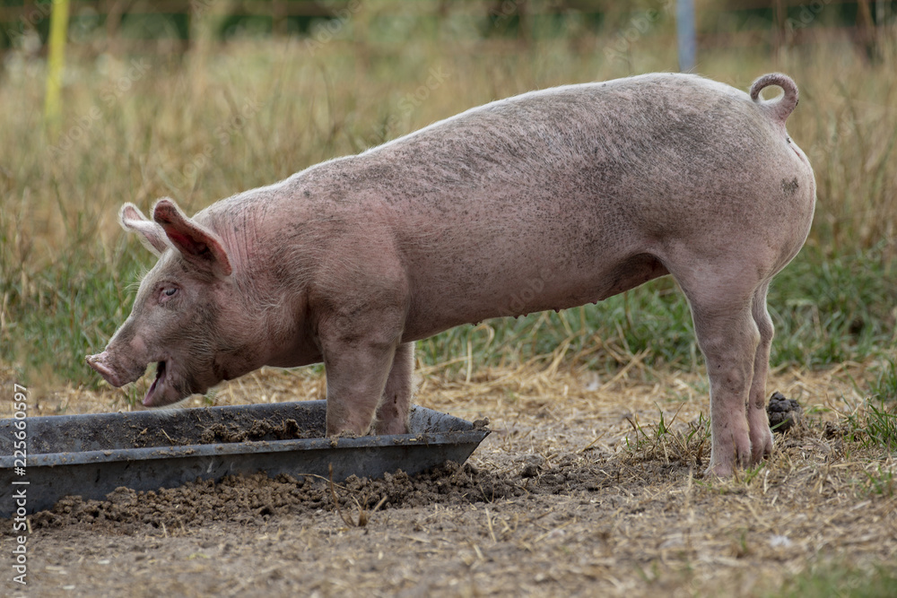 Little swine, young pig, piglet, eating out of a metal trough, at a hay ground and grass green background. Little swine, young pig, piglet, eating out of a metal trough, at a hay ground and grass green background.