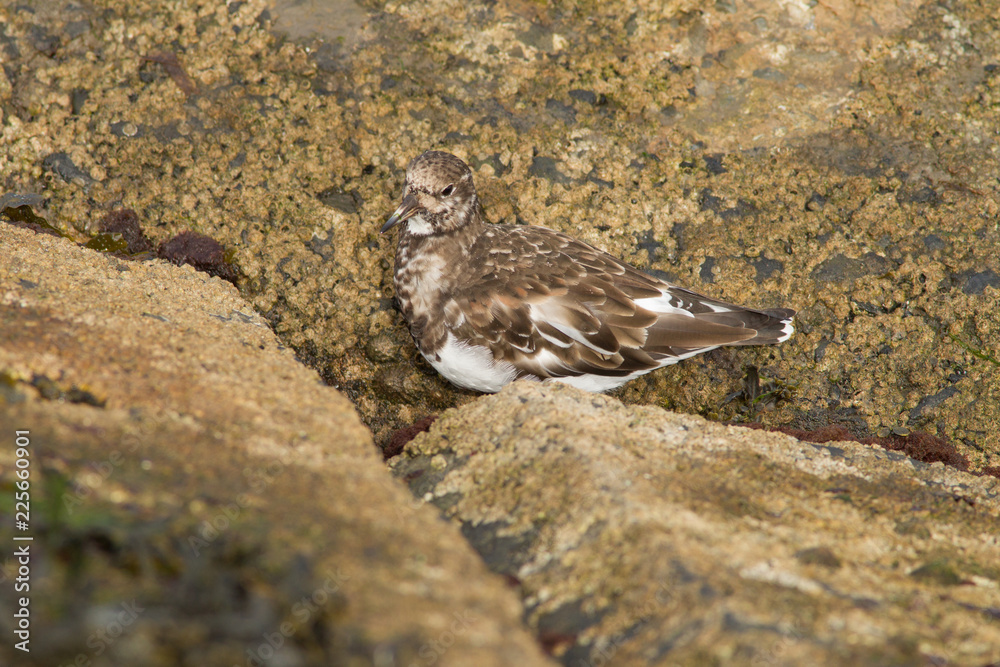 Fototapeta premium Ruddy turnstone (Arenaria interpres) foraging