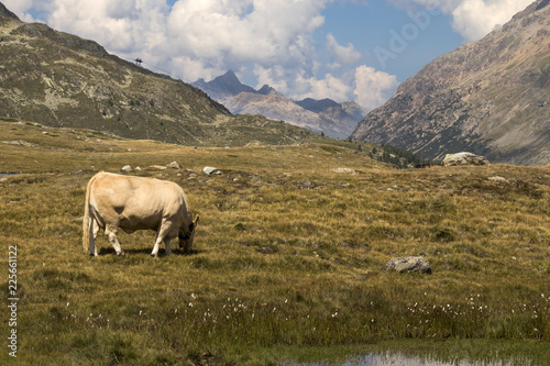 placid cow on mountains
