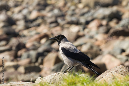 Hooded crow (Corvus cornix) resting on on rock