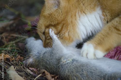 Red-haired young cat caught a large gray rat.