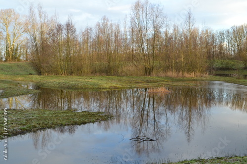 reflectie van bomen in een vennetje in natuurgebied bij de Kruisbergse bossen photo