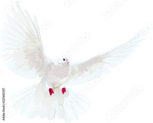 dove
