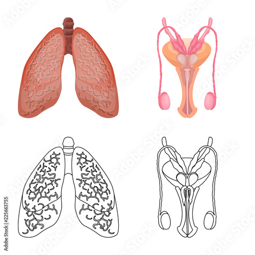 Vector illustration of body and human symbol. Collection of body and medical stock vector illustration.