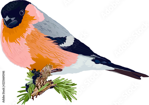 bullfinch