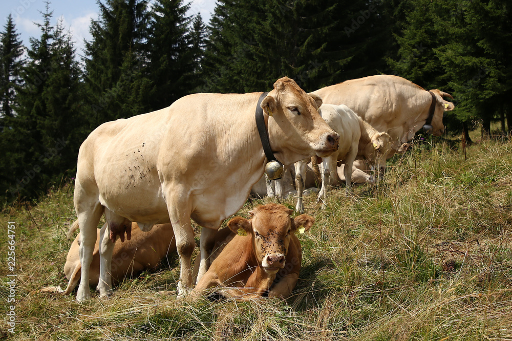 Kühe auf der Alm Kühe auf der Alm