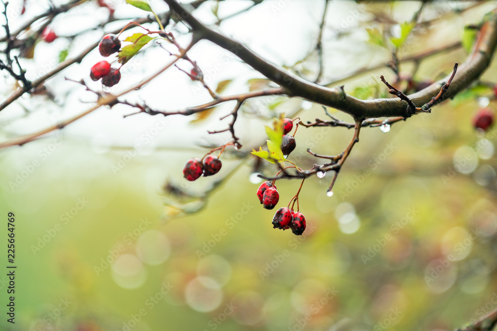 Hawthorn with red berry on the branch, autumn rain water drops