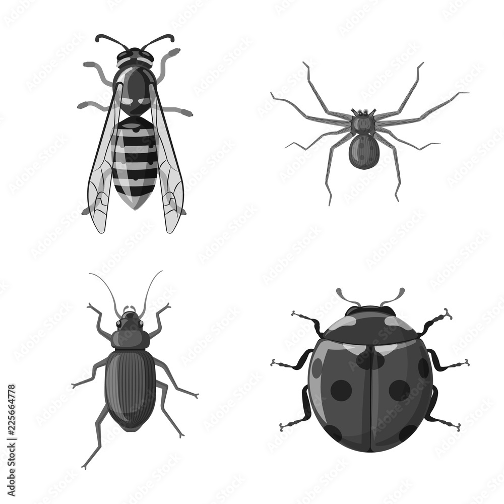 Isolated object of insect and fly logo. Collection of insect and element stock vector illustration. Isolated object of insect and fly logo. Collection of insect and element stock vector illustration.