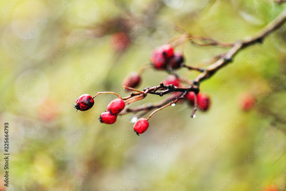 Hawthorn with red berry on the branch, autumn rain water drops Hawthorn with red berry on the branch, autumn rain water drops