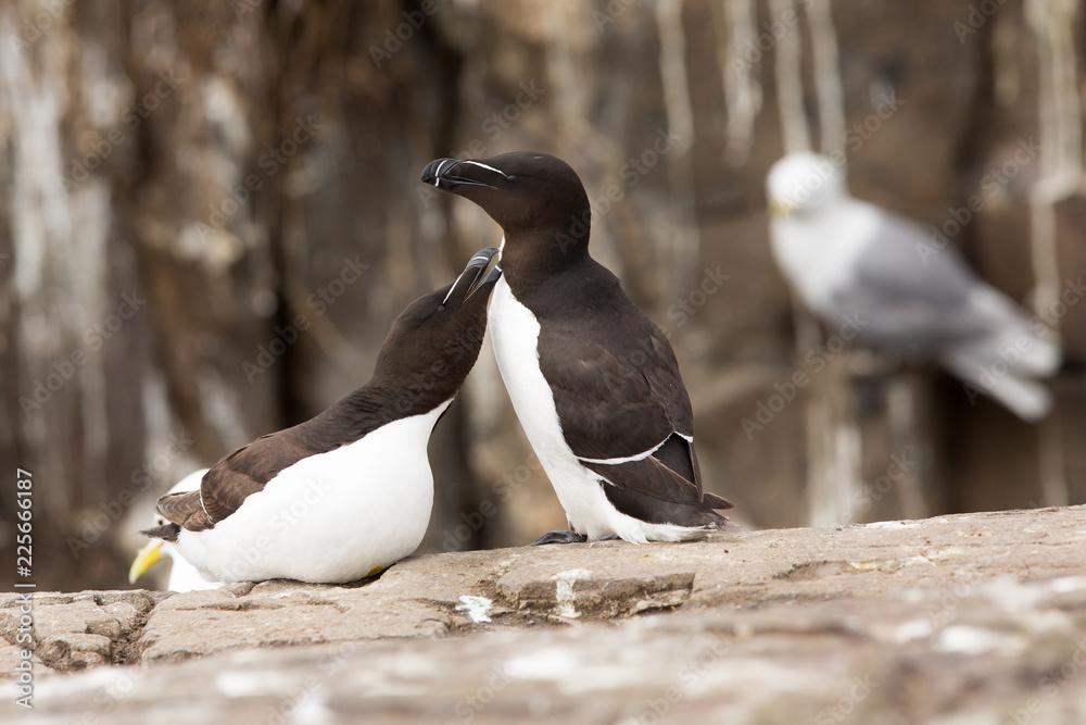 Fototapeta premium Razorbill (Alca torda) pair preening and bonding at nest site