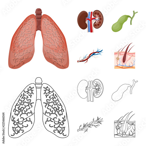 Vector illustration of body and human symbol. Collection of body and medical vector icon for stock.