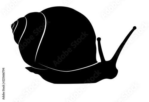 Snail black silhouette on white, vector eps 10