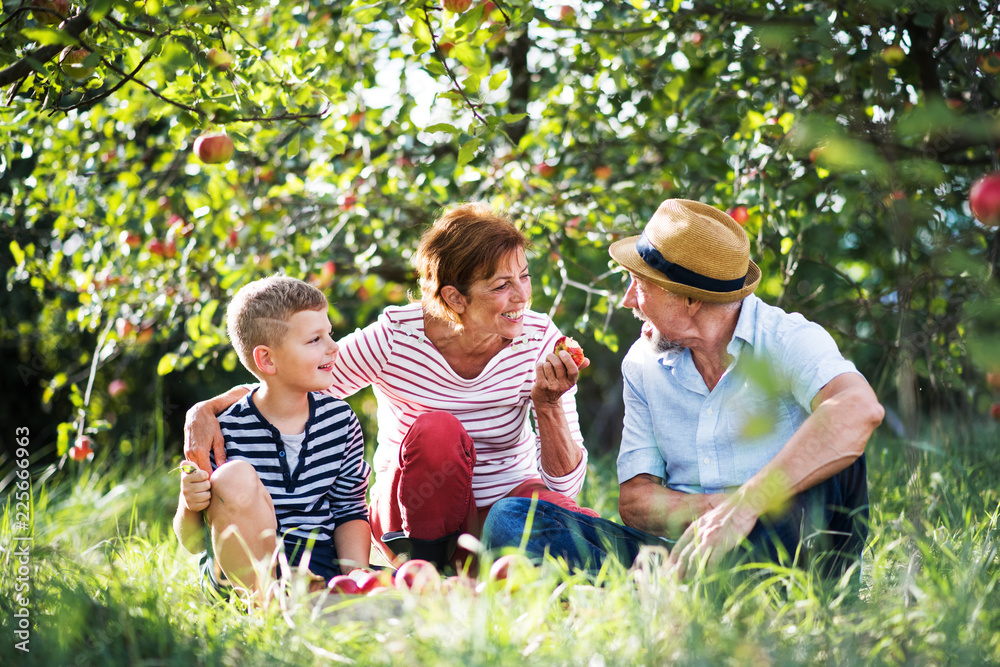 A senior couple with small grandson in apple orchard eating apples. A senior couple with small grandson in apple orchard eating apples.