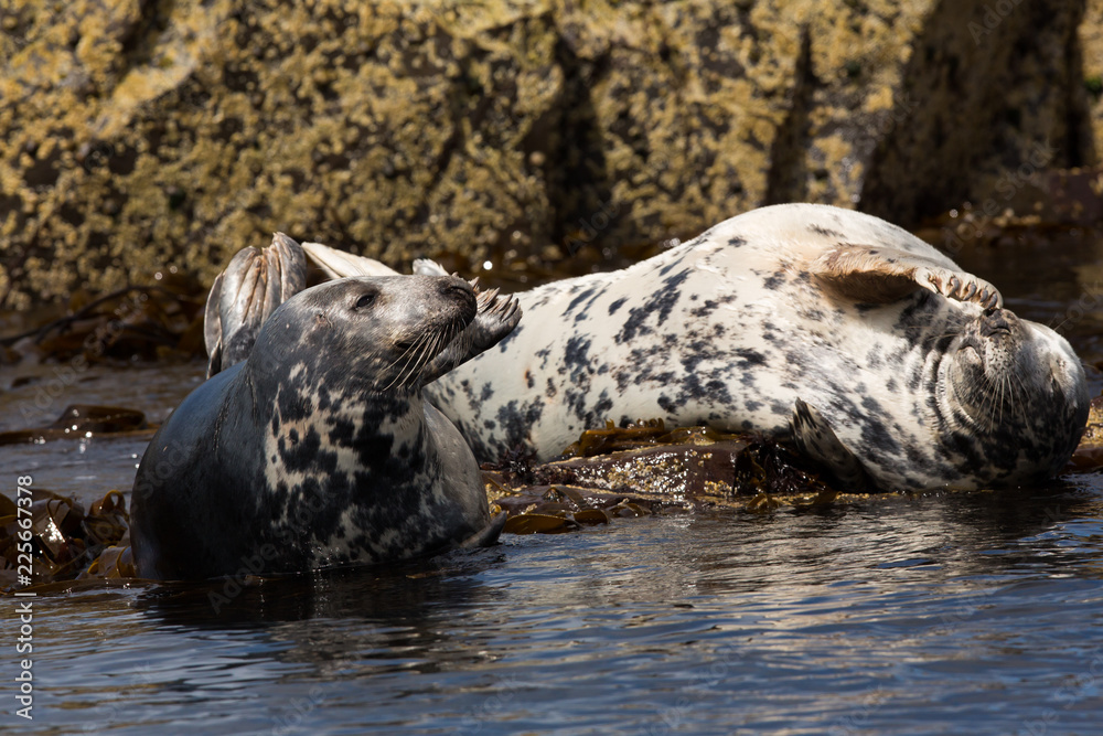 Naklejka premium Grey seal (Halichoerus grypus) resting on rocks at colony, basking in summer sun