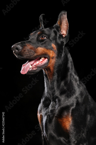 Portrait of Doberman